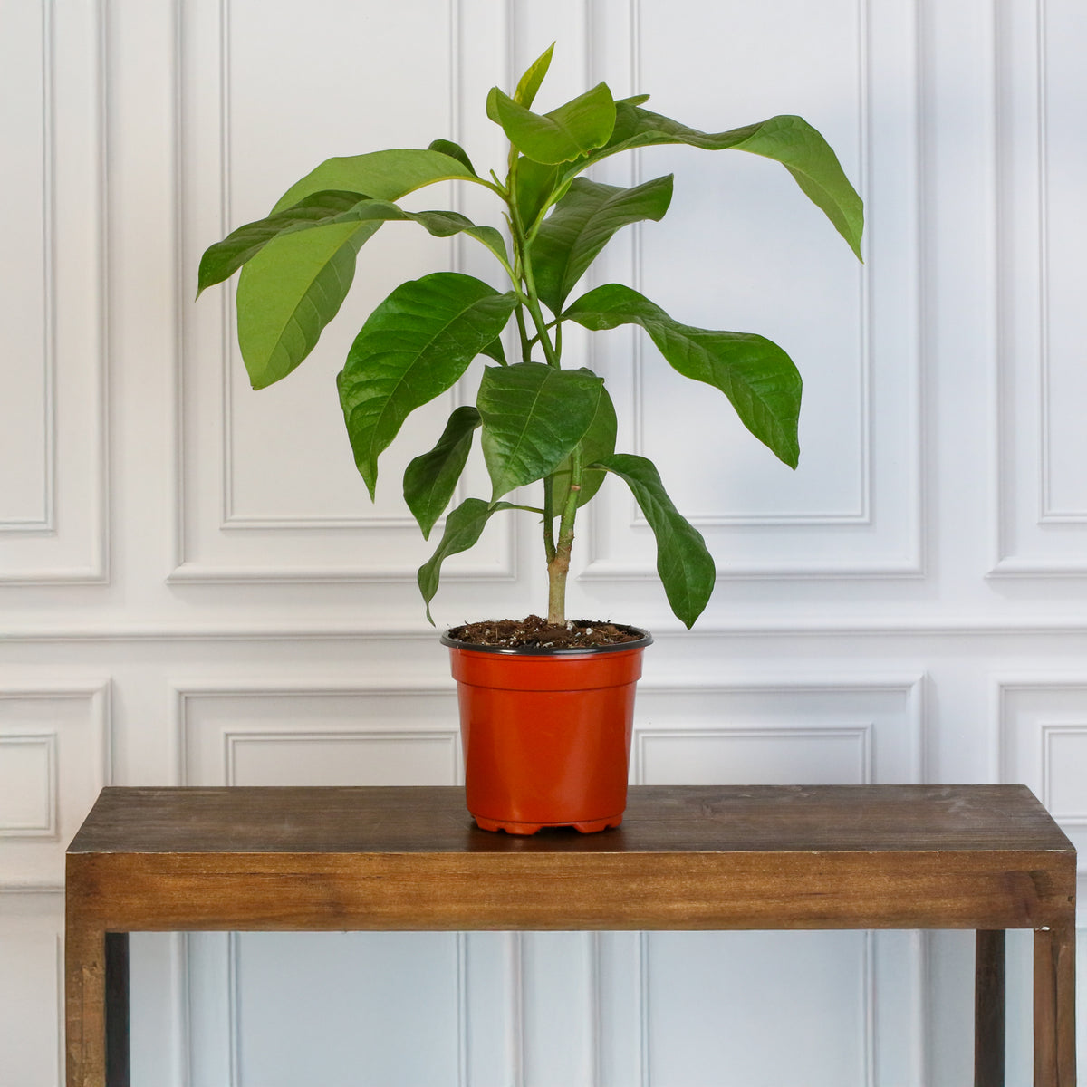 Magnolia Champaca on table