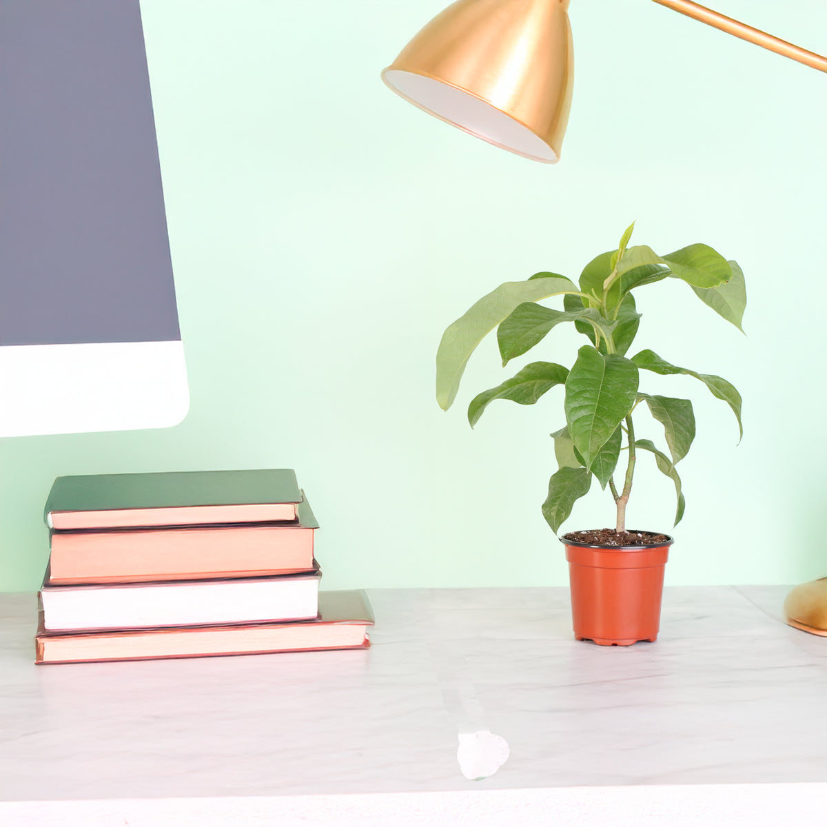 Magnolia Champaca on desk.