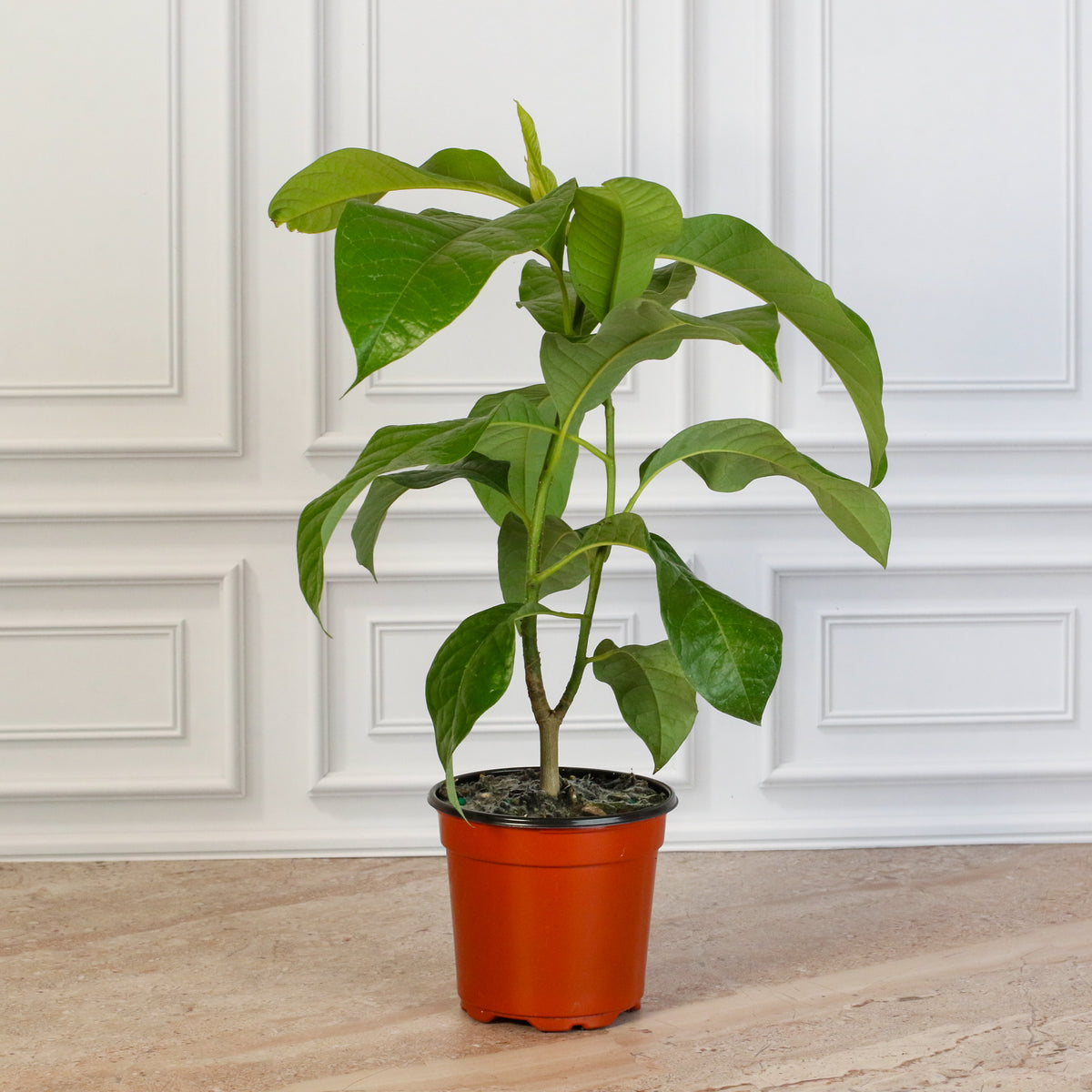 Nursery 4" Magnolia Champaca