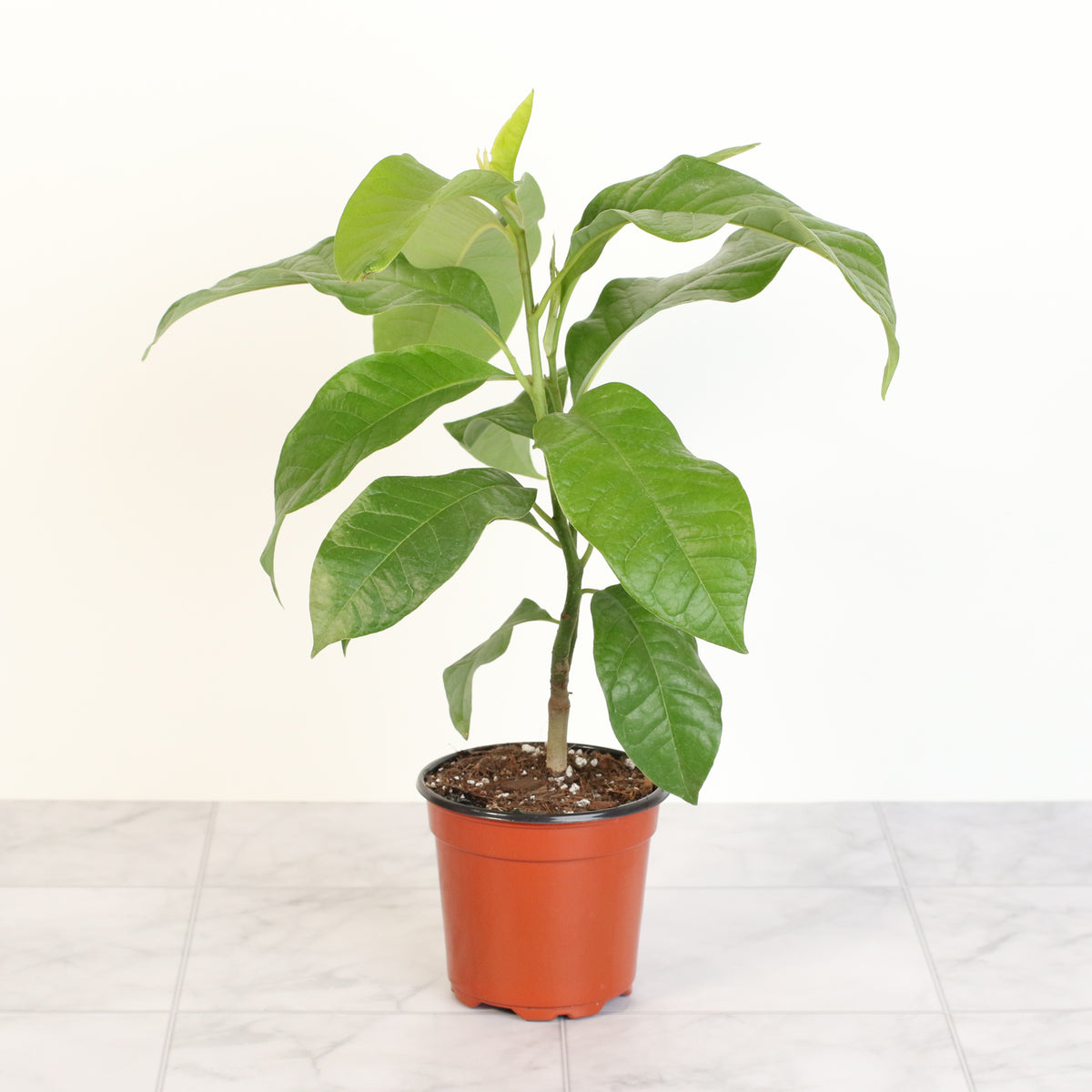 Magnolia Champaca on countertop