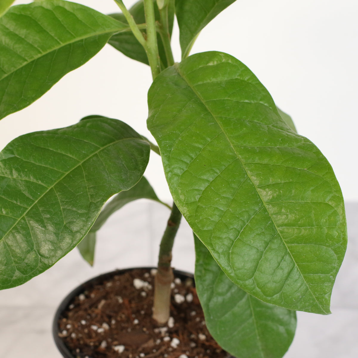 Magnolia Champaca Leaf up close