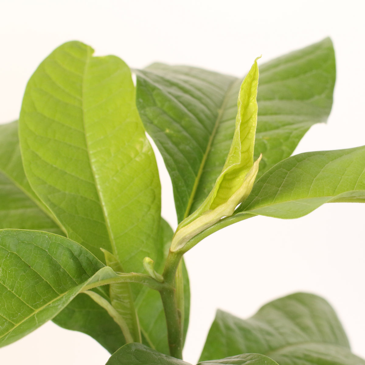 Close up of Magnolia Champaca leaf unfurling