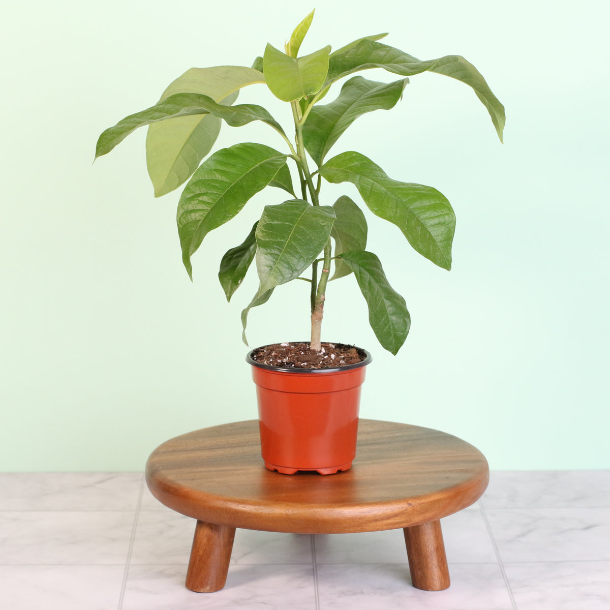 Magnolia Champaca on a plant stand