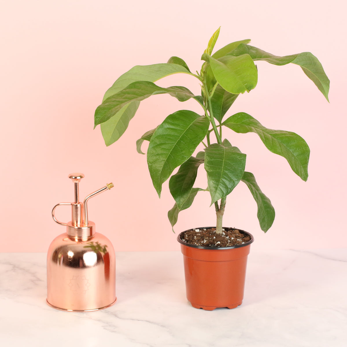 Magnolia Champaca next to Lyfe Mister