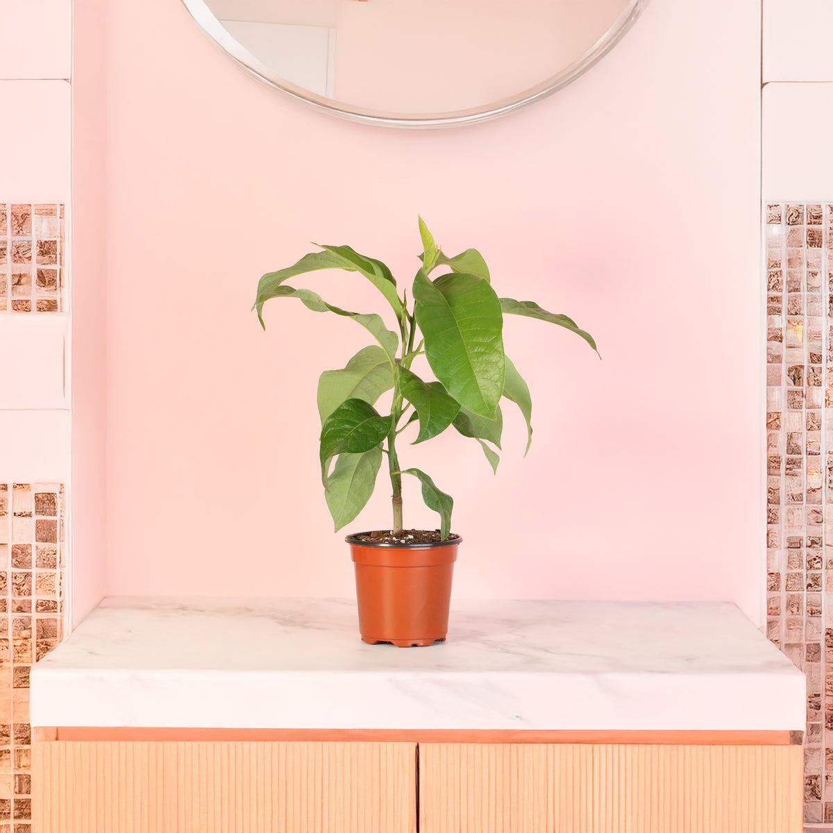 Magnolia Champaca on countertop