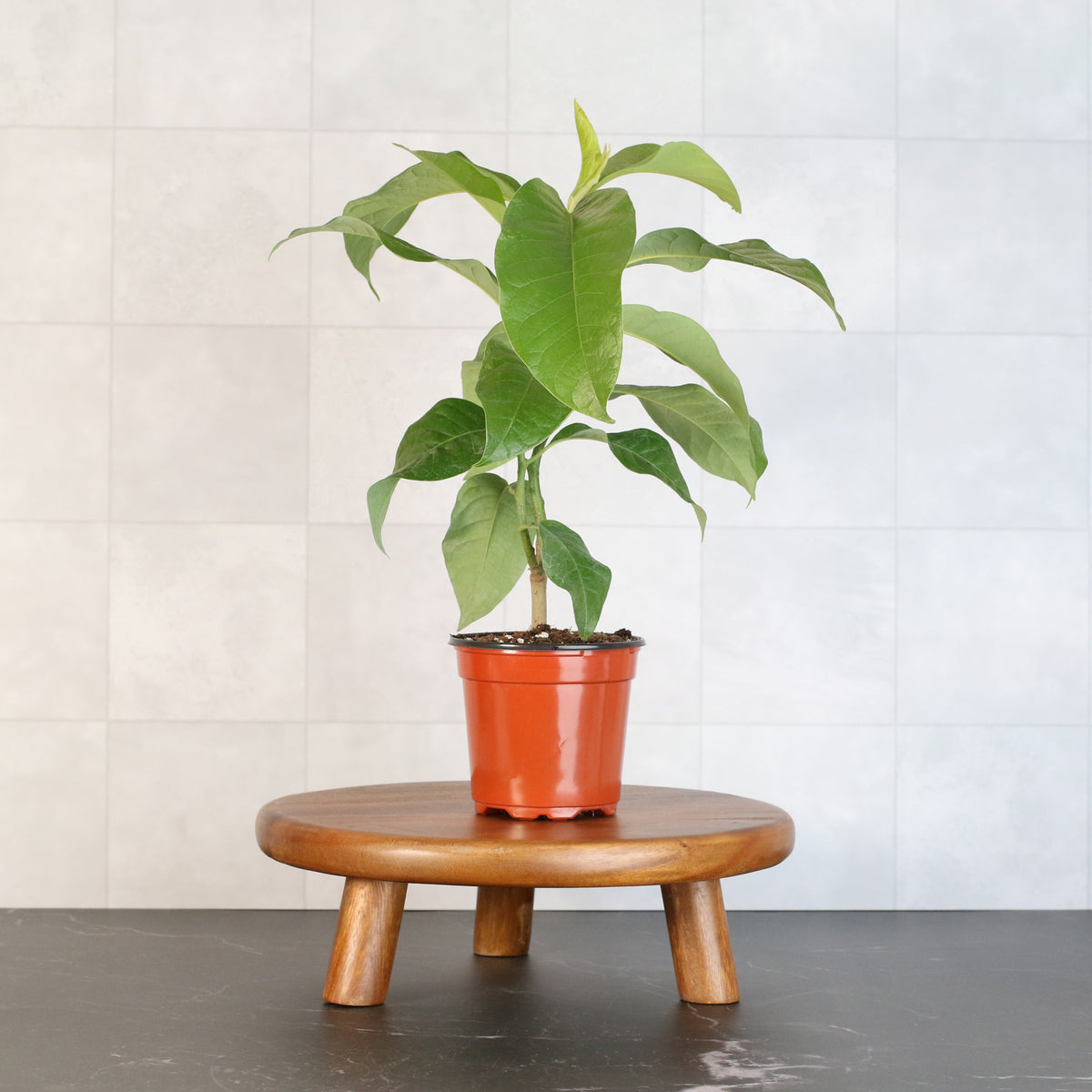 Magnolia Champaca on plant stand