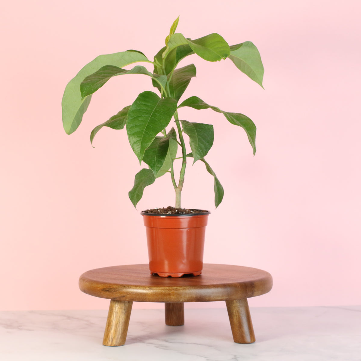 Magnolia Champaca on plant stand