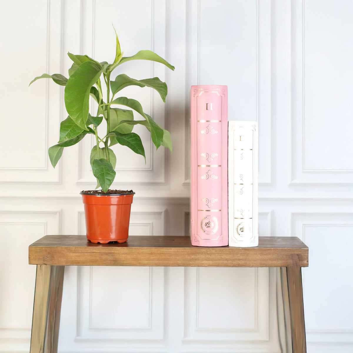 4" Nursery Magnolia Champaca plant next to books.