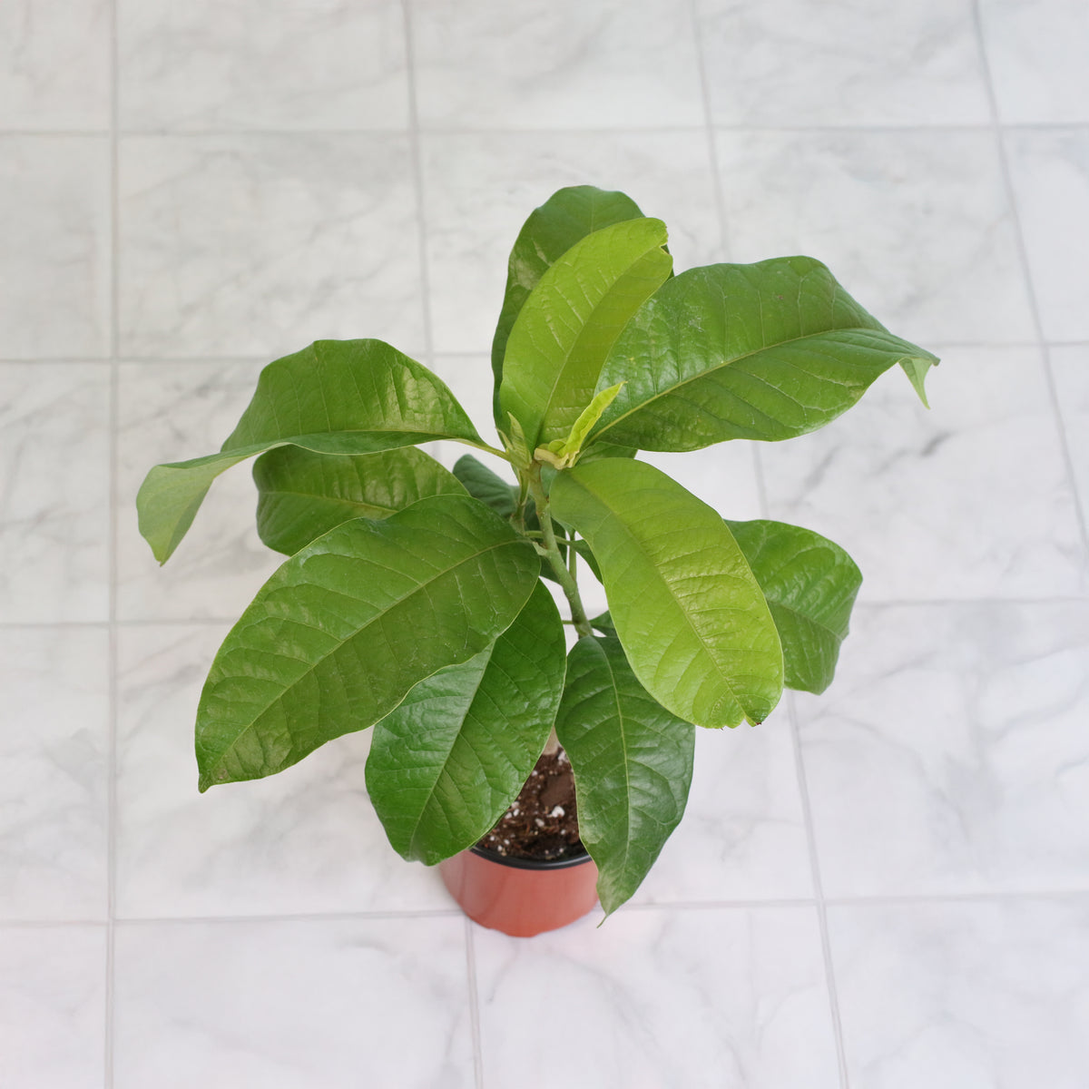 Magnolia Champaca top view