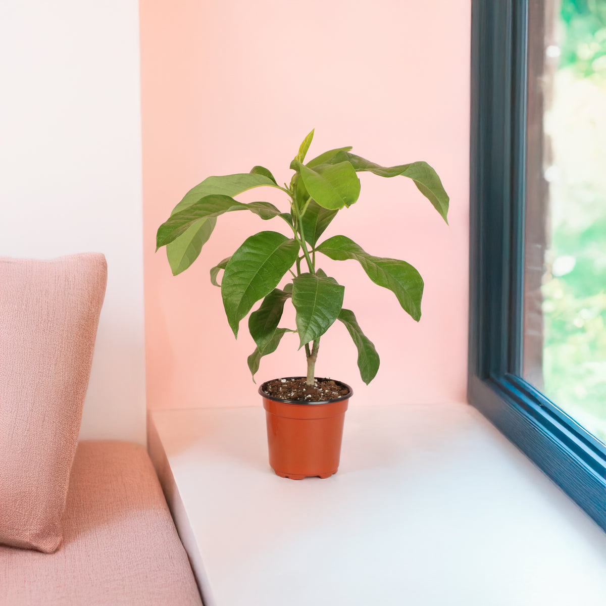 Magnolia Champaca