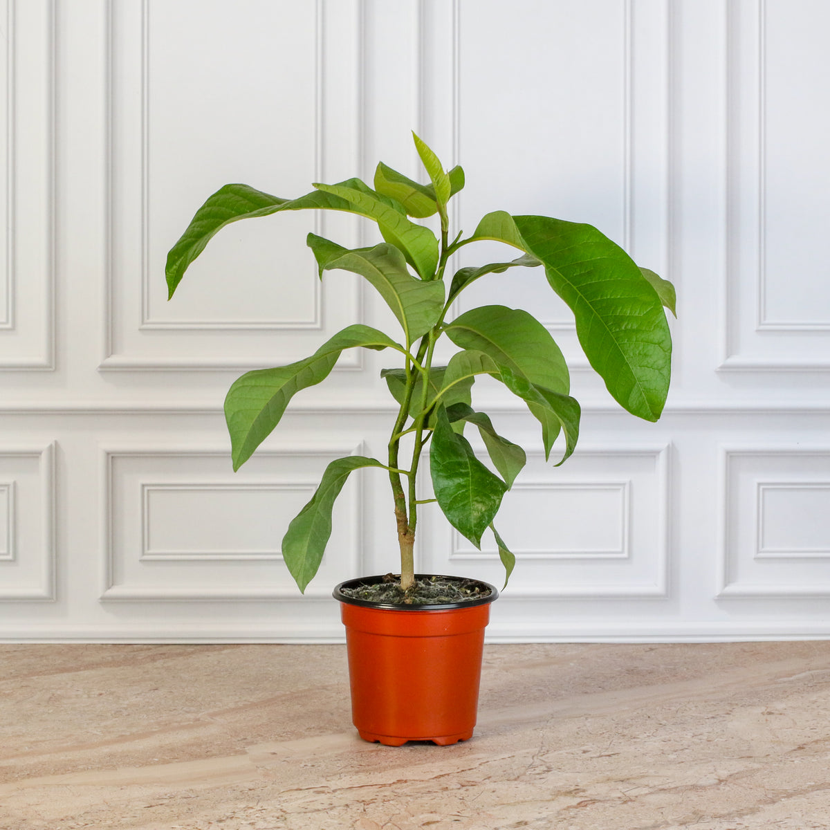 Magnolia Champaca 4" Nursery