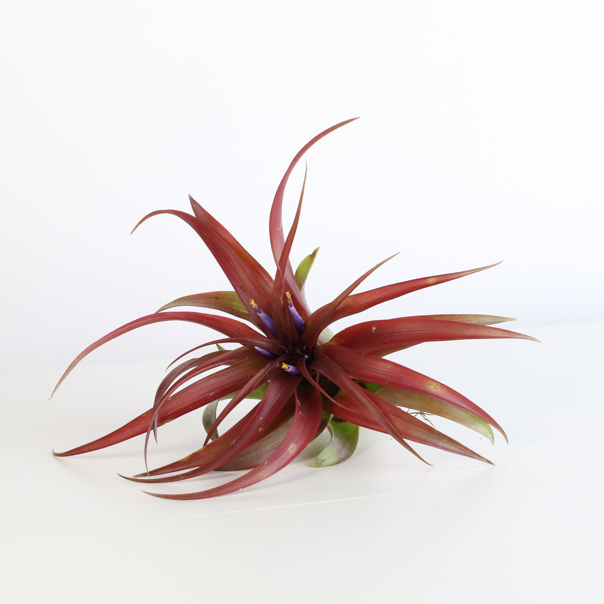 Air Plant &#39;Maroon&#39; Tillandsia Brachycaulos Burgundy