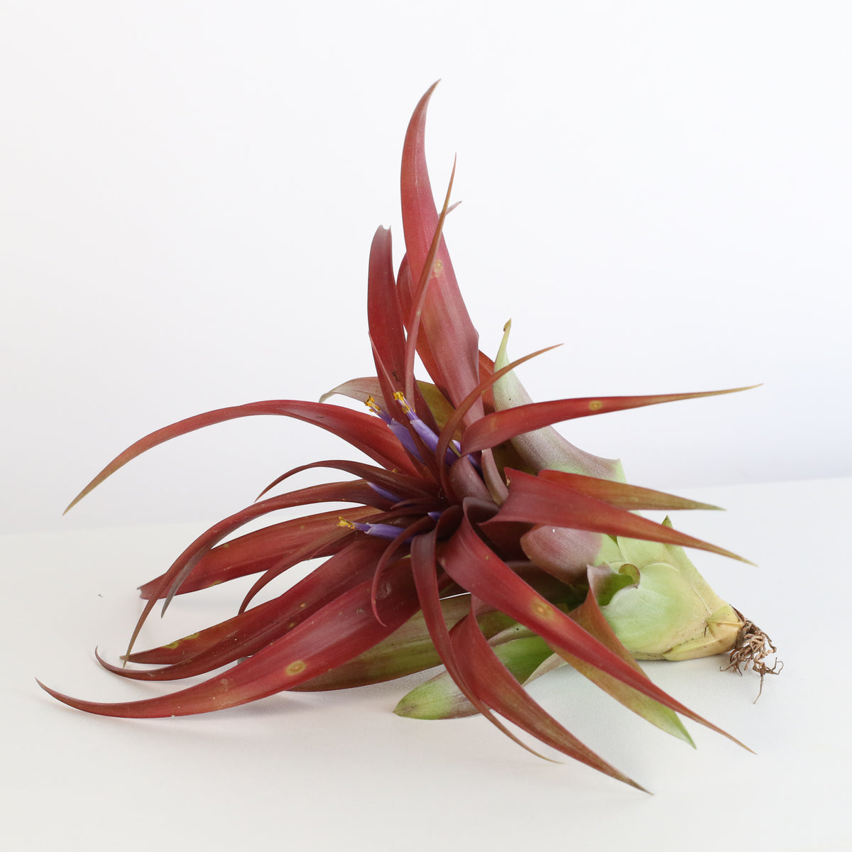 Air Plant &#39;Maroon&#39; Tillandsia Brachycaulos Burgundy