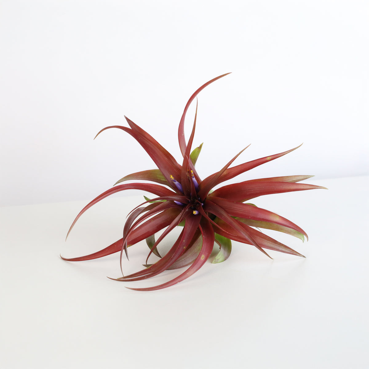 Air Plant &#39;Maroon&#39; Tillandsia Brachycaulos Burgundy