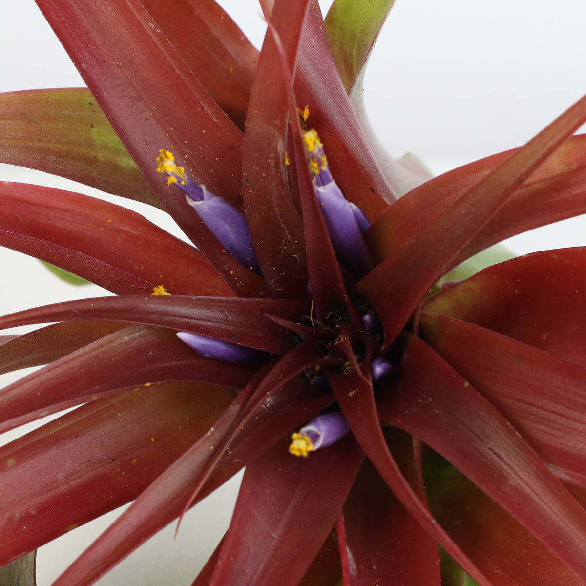Air Plant &#39;Maroon&#39; Tillandsia Brachycaulos Burgundy