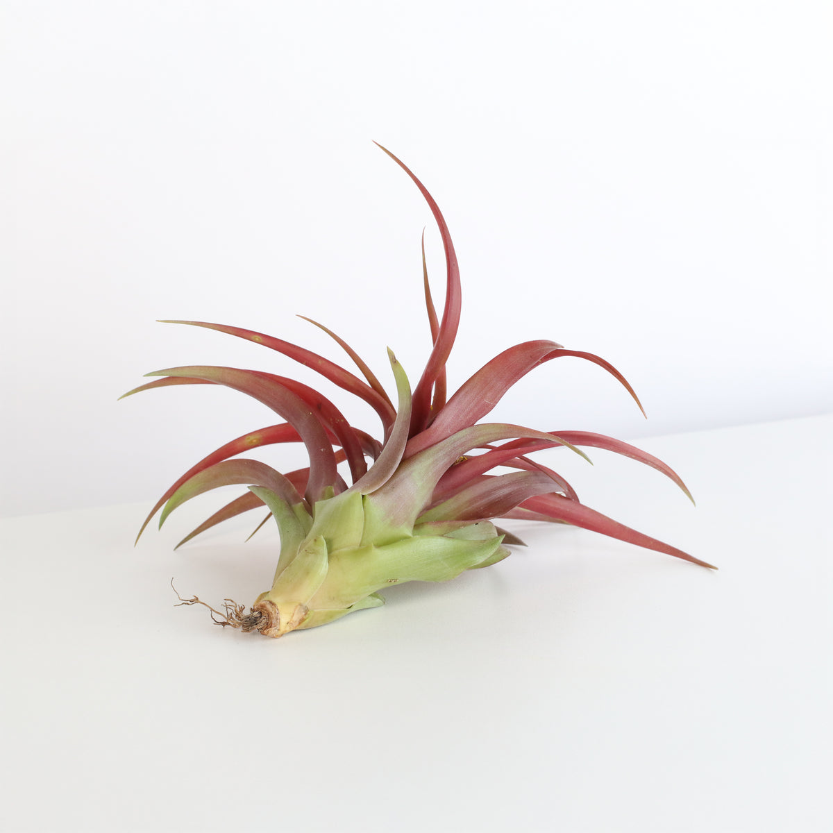 Air Plant &#39;Maroon&#39; Tillandsia Brachycaulos Burgundy