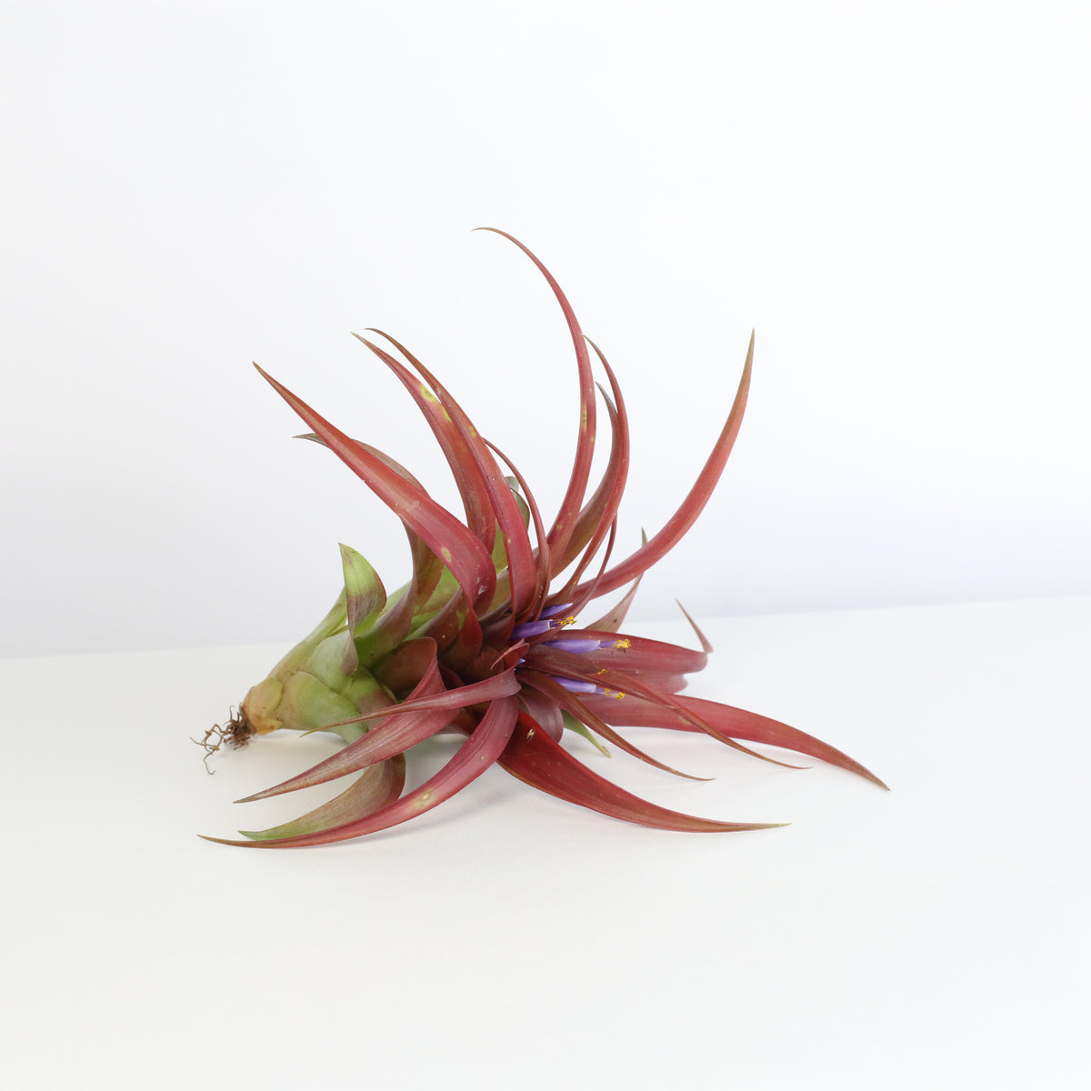 Air Plant &#39;Maroon&#39; Tillandsia Brachycaulos Burgundy