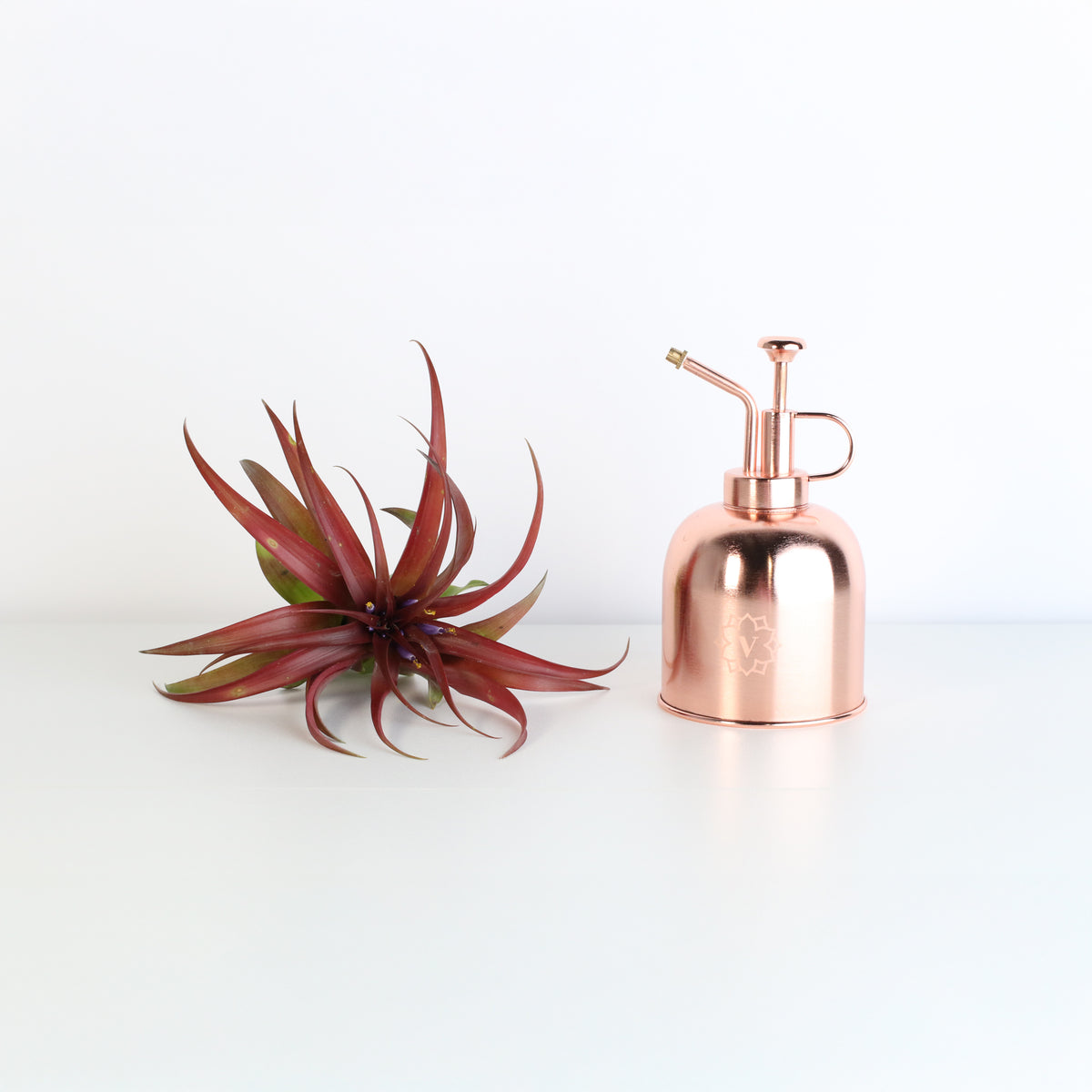 Air Plant &#39;Maroon&#39; Tillandsia Brachycaulos Burgundy