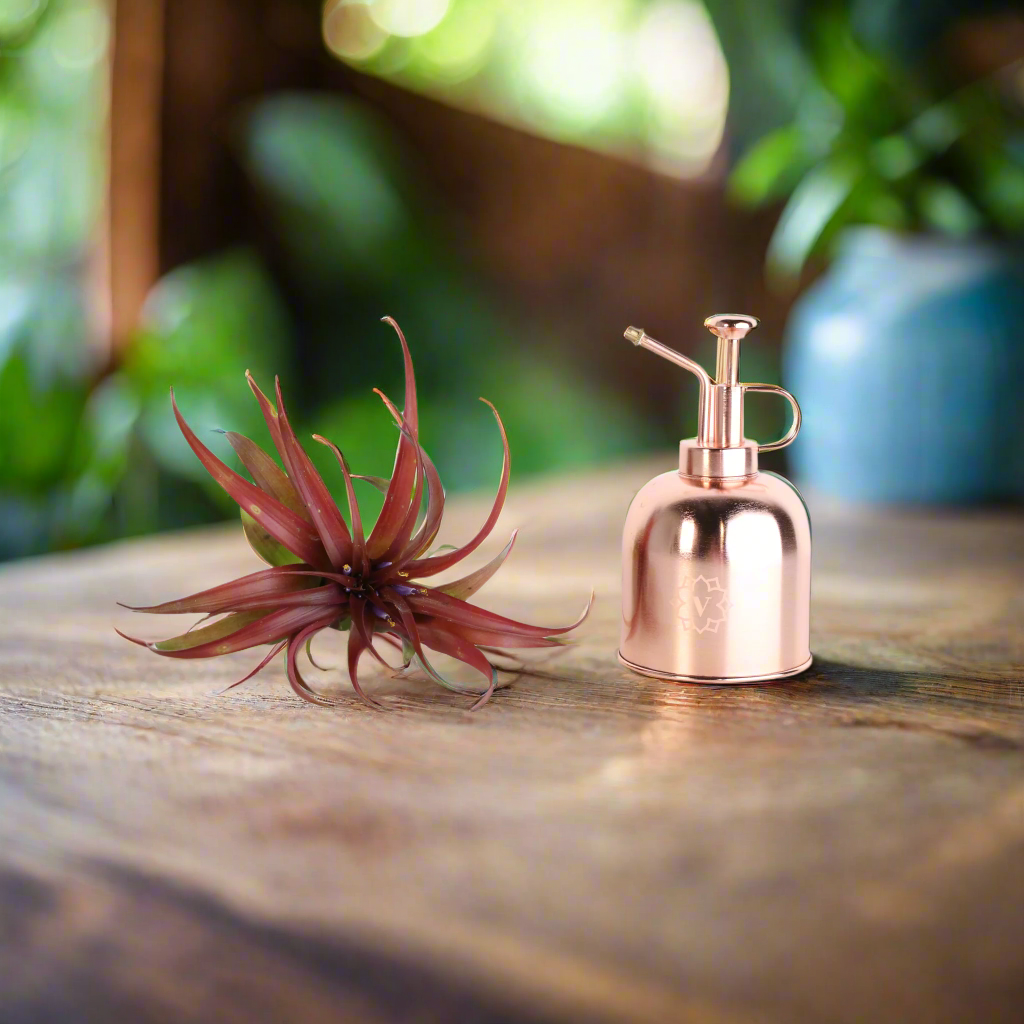 Air Plant &#39;Maroon&#39; Tillandsia Brachycaulos Burgundy
