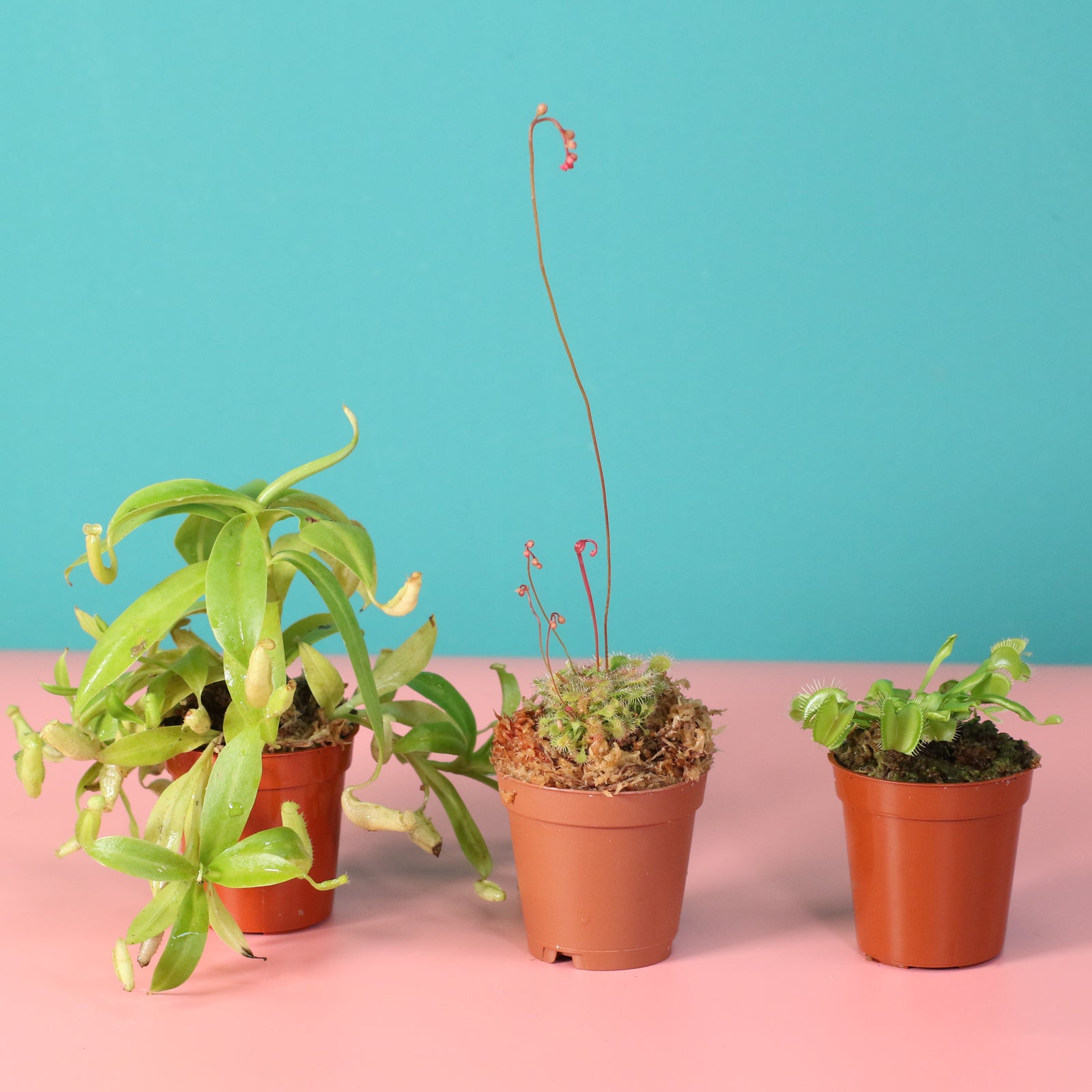 Carnivorous Plant Bundle