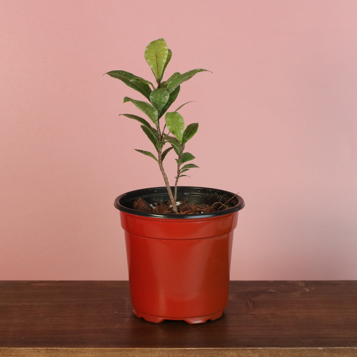 Mickey Mouse Plant Ochna Thomasiana