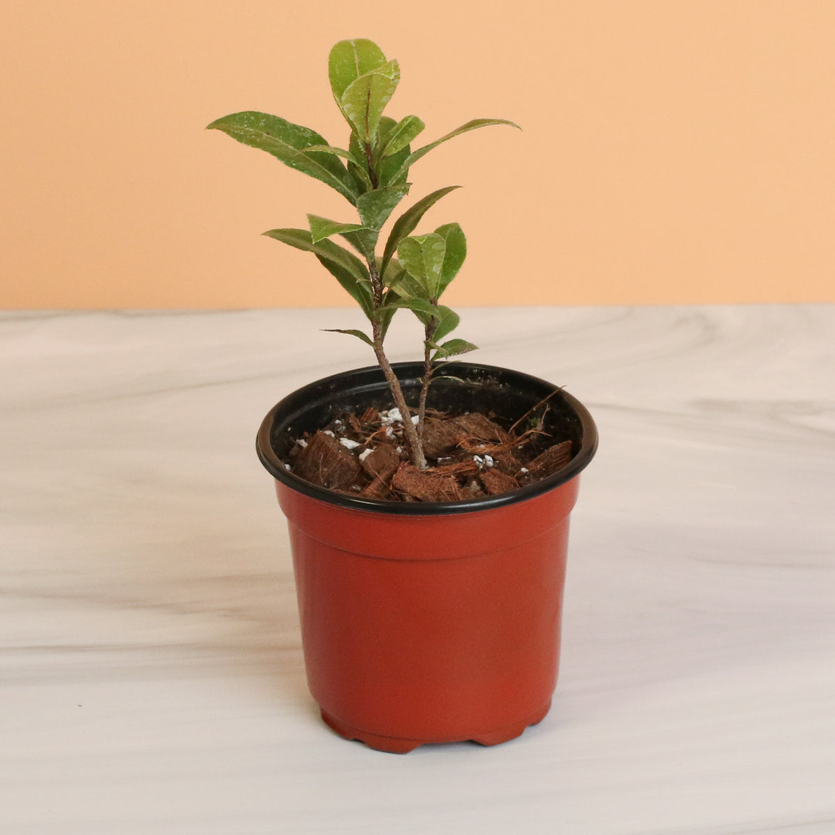 Mickey Mouse Plant Ochna Thomasiana 4" Nursery. 