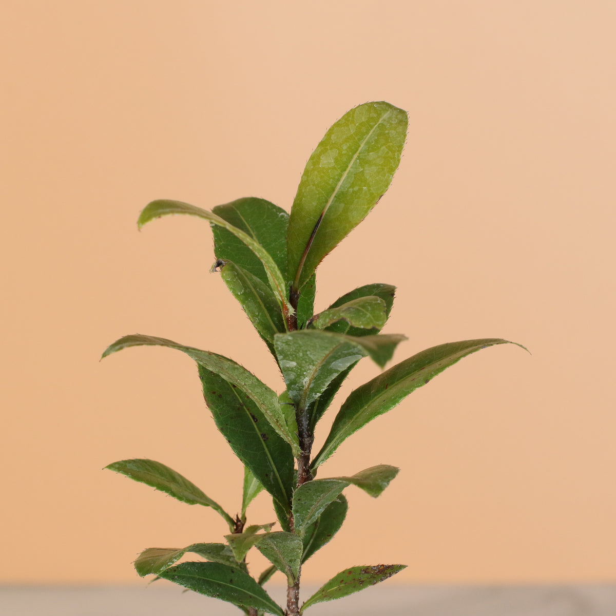 leaves of Mickey Mouse Plant Ochna Thomasiana