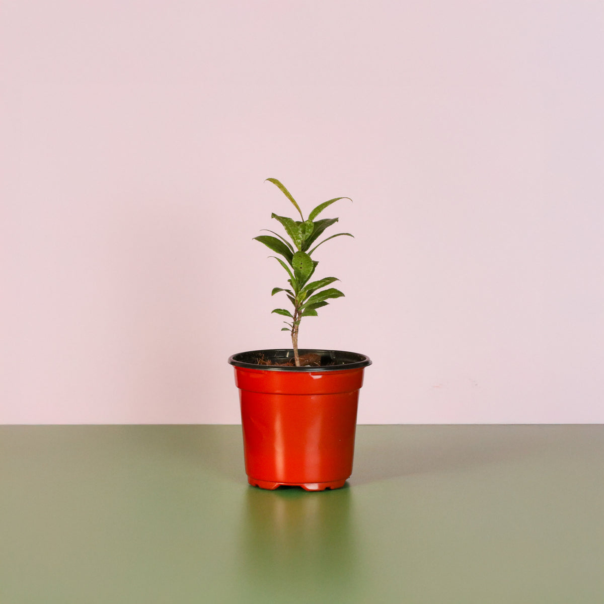 Mickey Mouse Plant Ochna Thomasiana