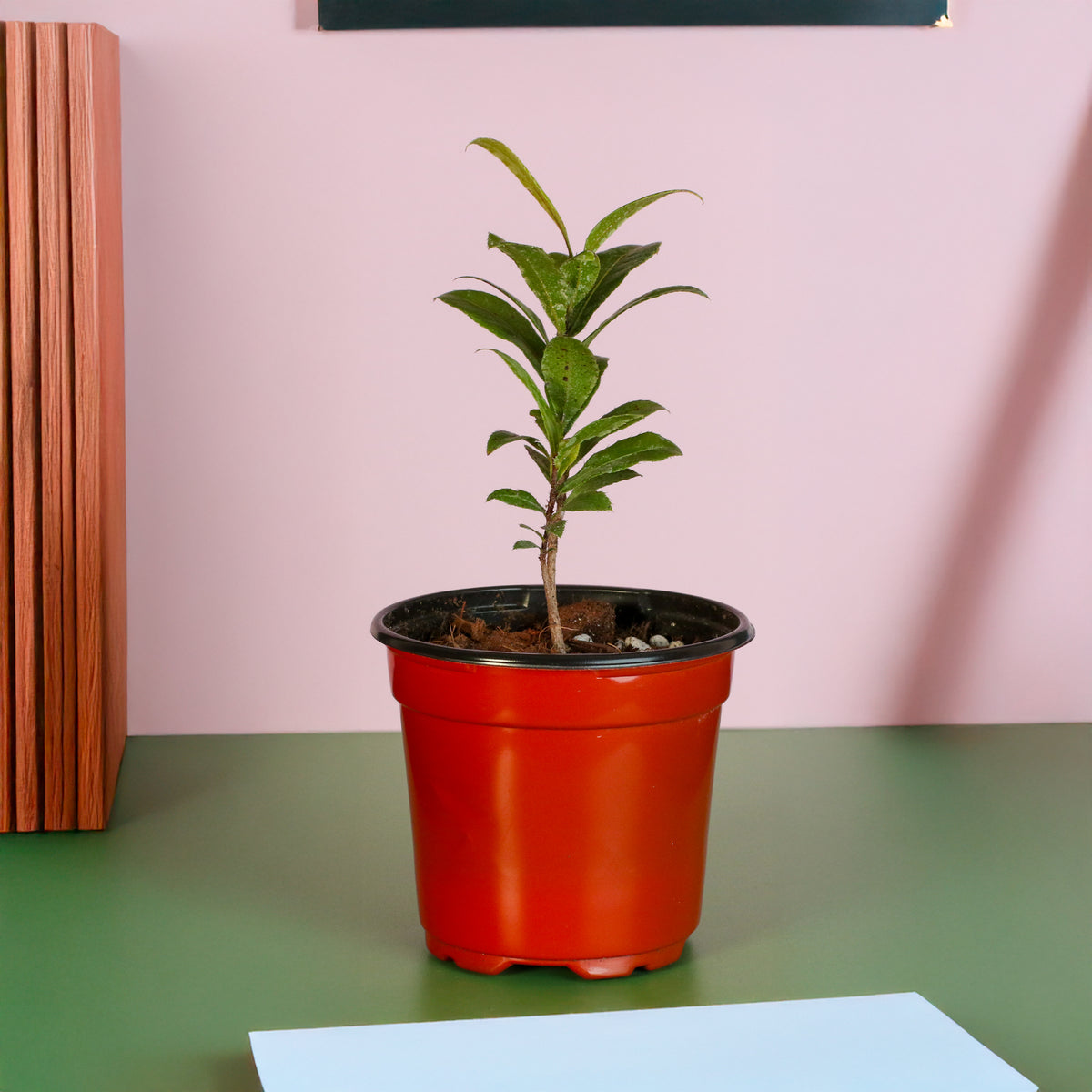 Mickey Mouse Plant Ochna Thomasiana