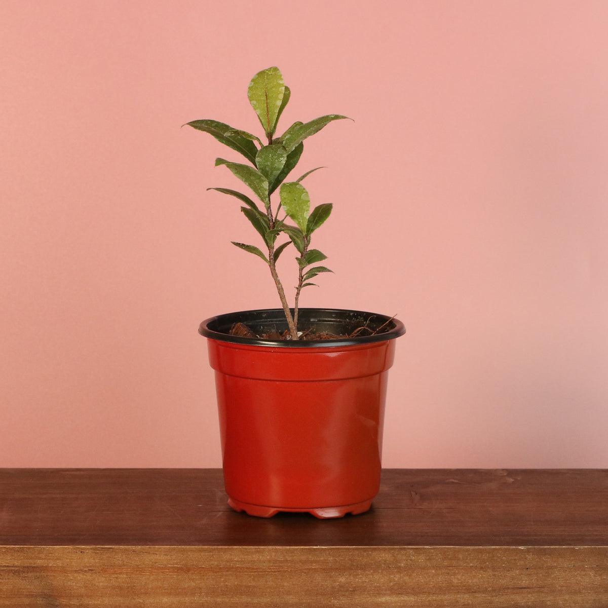 Mickey Mouse Plant Ochna Thomasiana