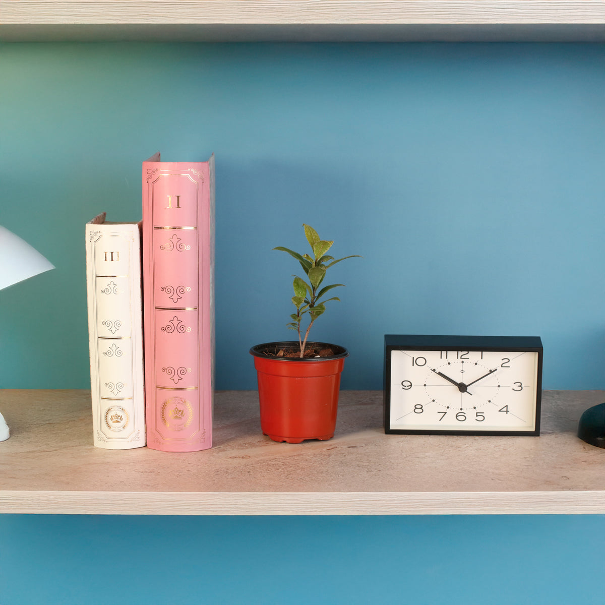 Mickey Mouse Plant Ochna Thomasiana on bookshelf. 