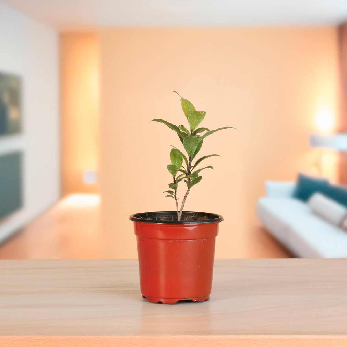 Mickey Mouse Plant Ochna Thomasiana in living room. 