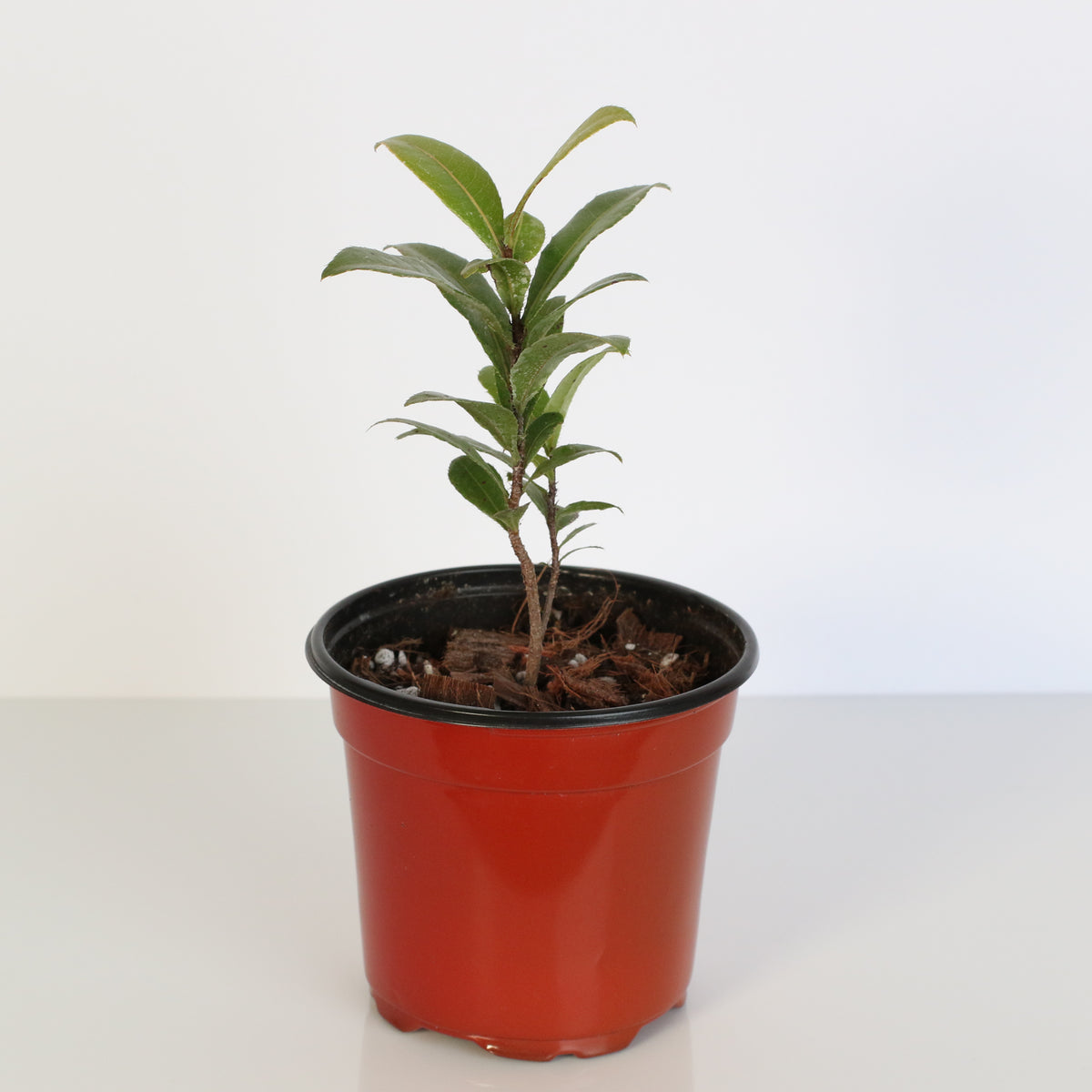 Mickey Mouse Plant Ochna Thomasiana