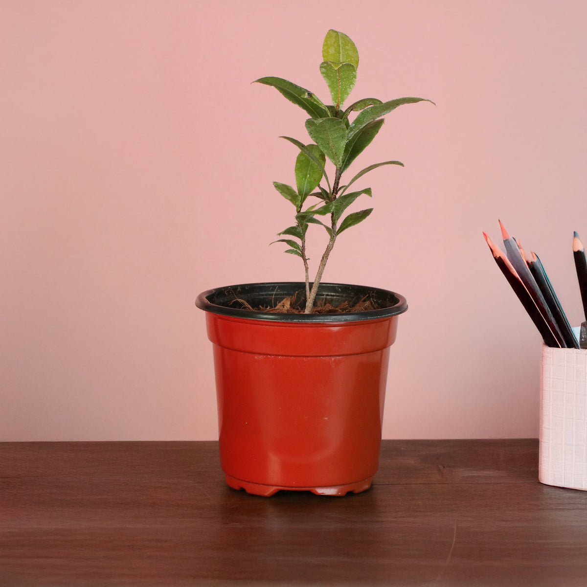 Mickey Mouse Plant Ochna Thomasiana on desk.
