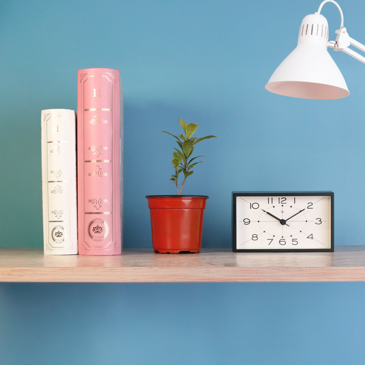 Mickey Mouse Plant Ochna Thomasiana on shelf. 