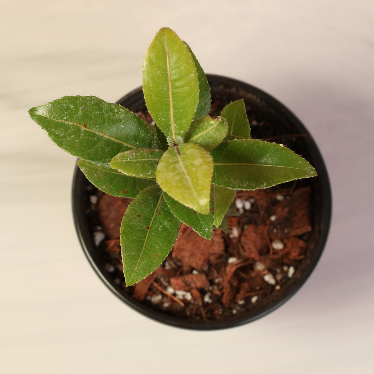 Top View of Mickey Mouse Plant Ochna Thomasiana