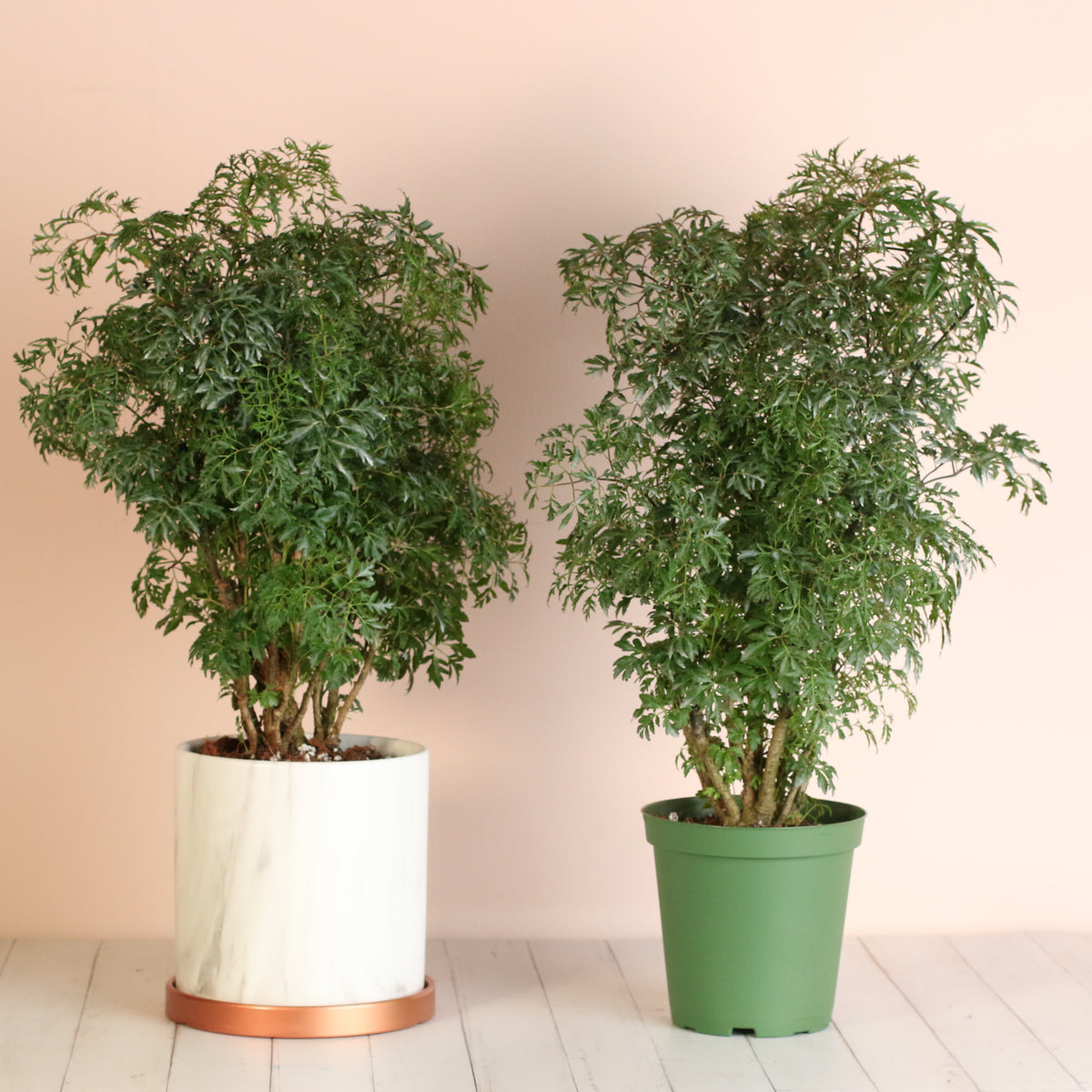 Ming Aralia in Selene Planter and 6" Nursery Planter. 