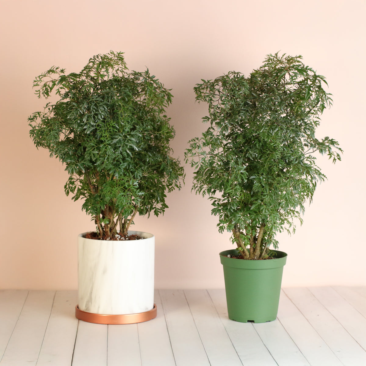 Ming Aralia in Selene Planer and 6" Nursery Planter. 