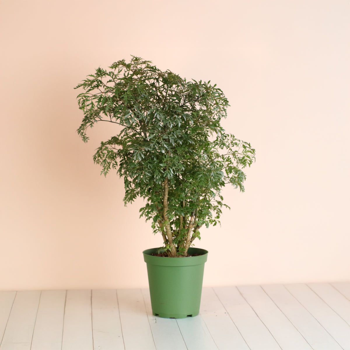 Ming Aralia in 6" Nursery Planter