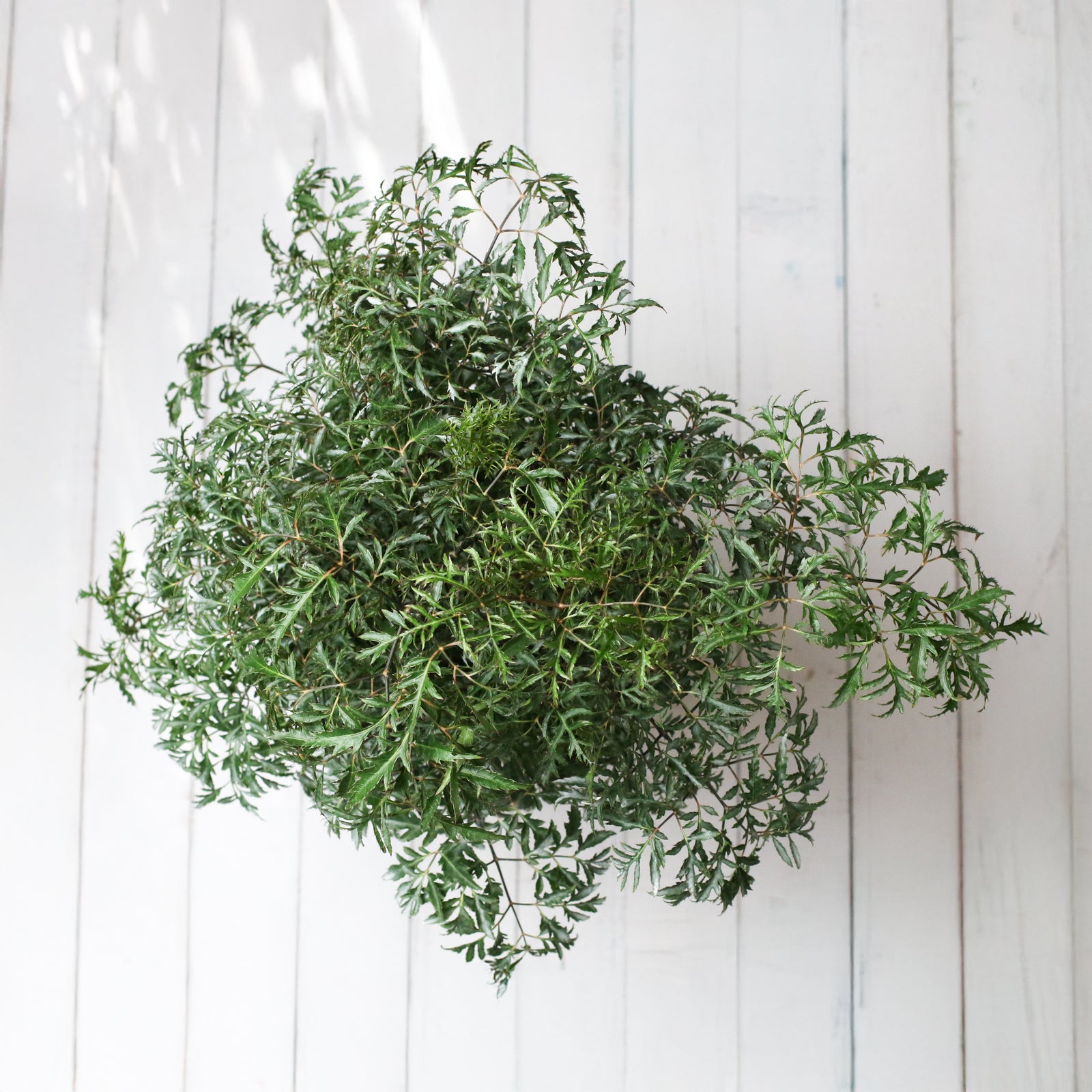 Ming Aralia in Selene planter and in Nursery 6" Planter