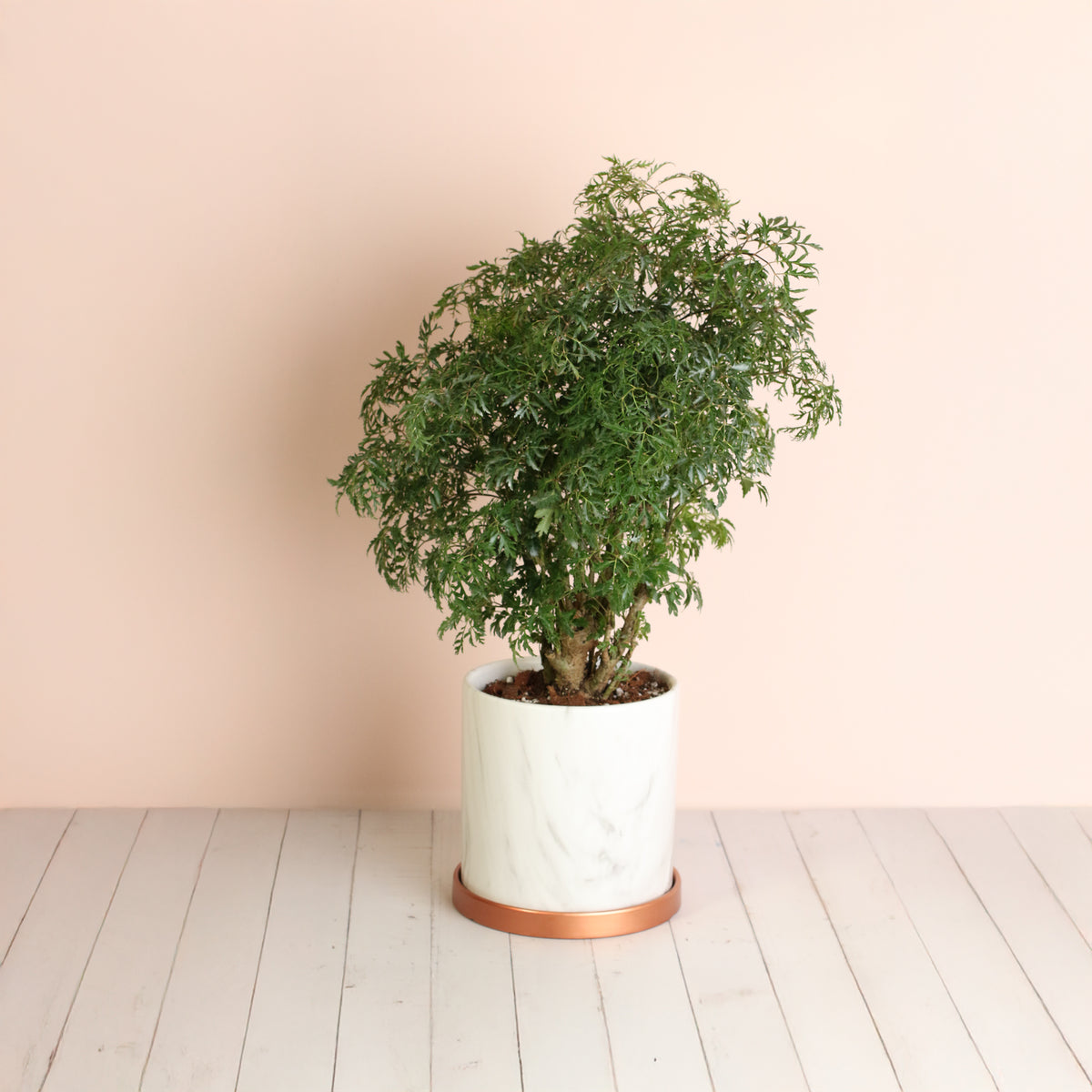 Ming Aralia in Selene Planter