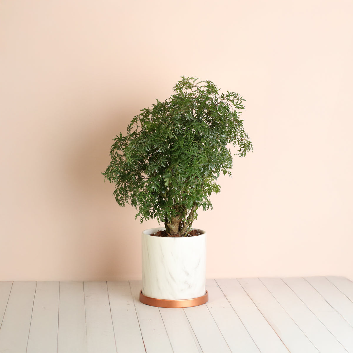 Ming Aralia in ceramic planter