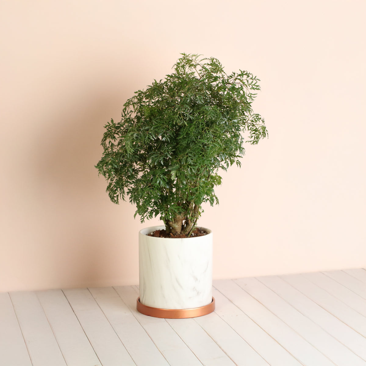 Ming Aralia in 6.5" Selene Planter