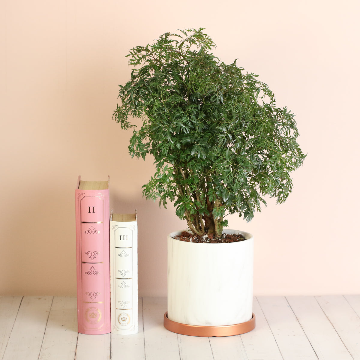 Ming Aralia next to books