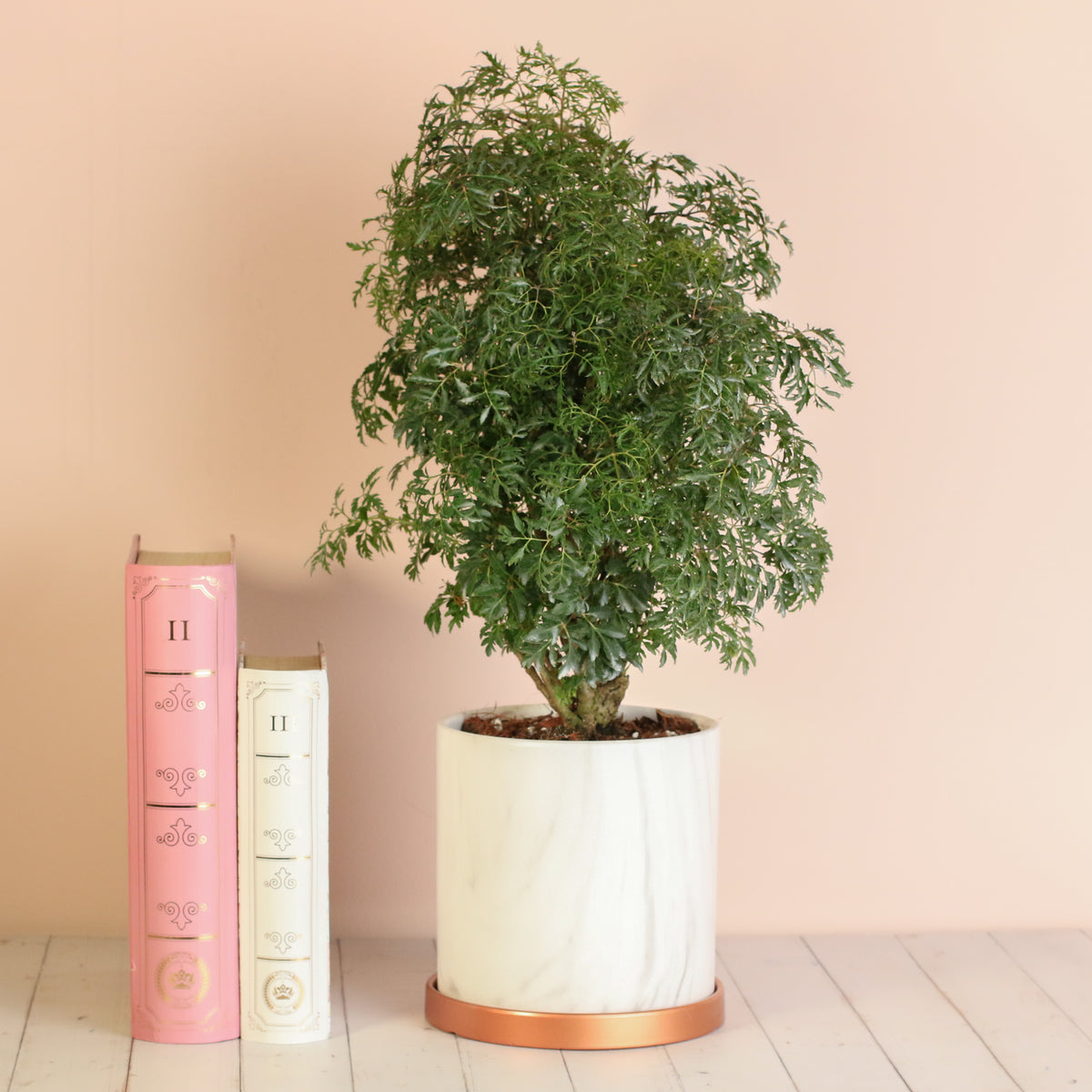 Ming Aralia next to books in 6.5" Selene Planter