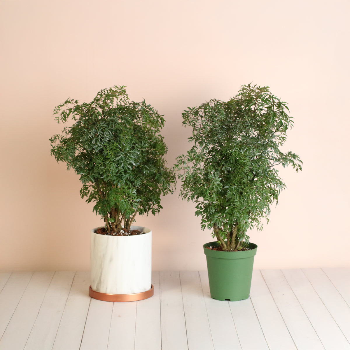 Ming Aralia in Selene 