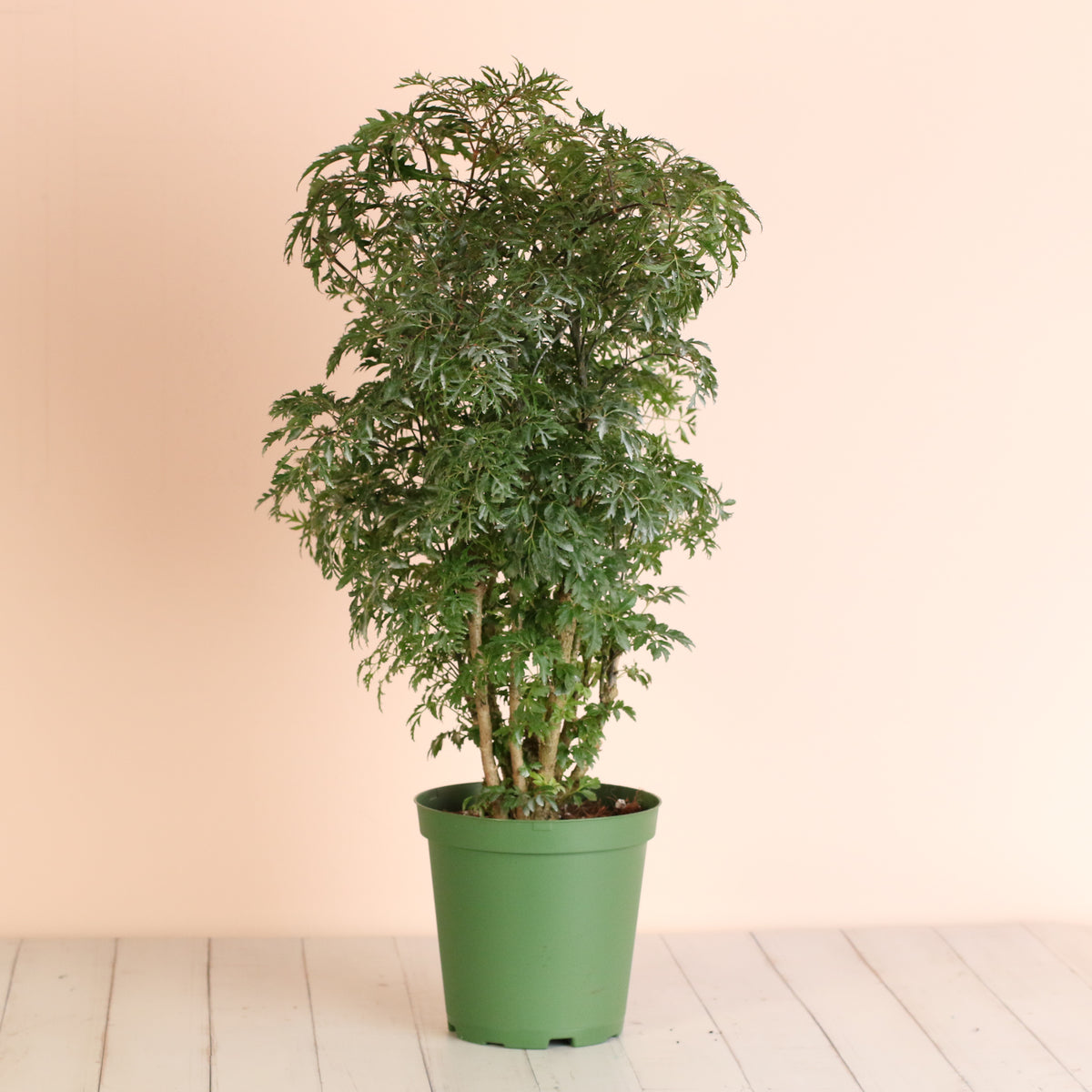 Ming Aralia 6" Nursery