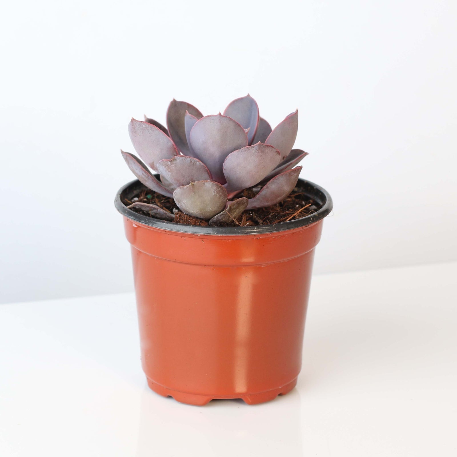 Succulent