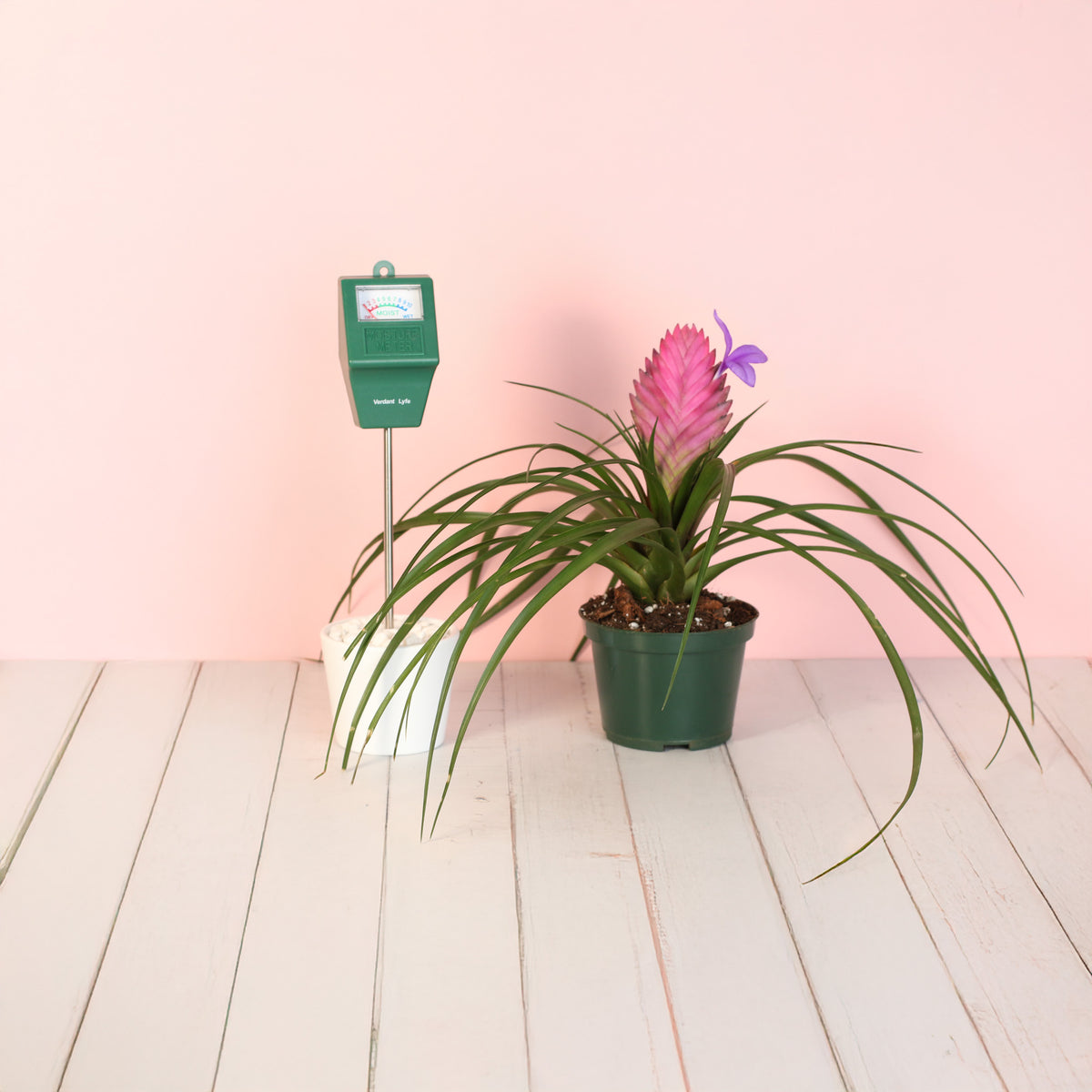 Mom's Verdant Luxe Duo Bundle on wooden table