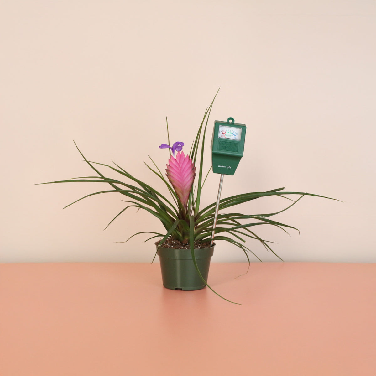 Mom's Verdant Luxe Duo Bundle on table top